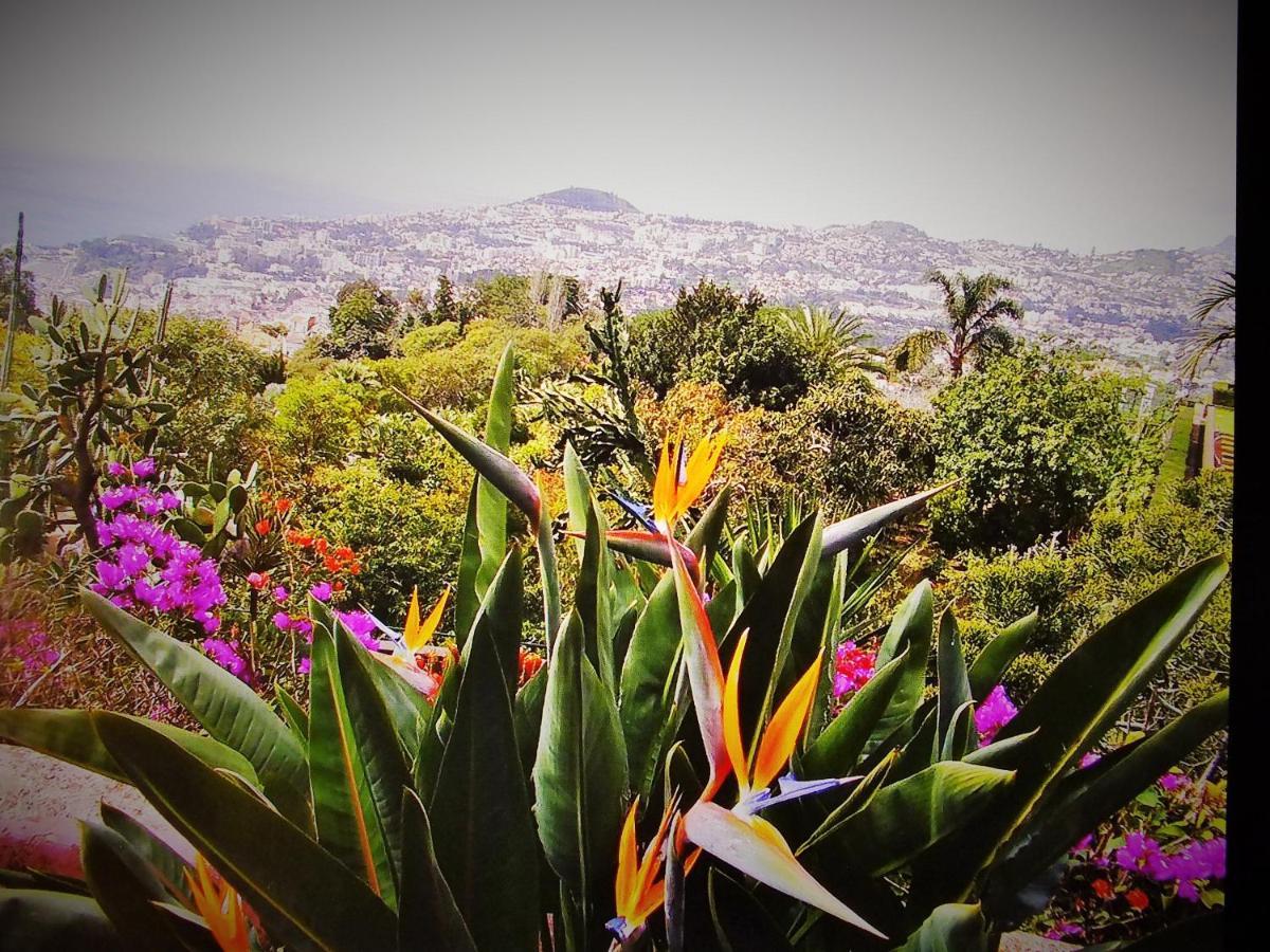 Apartment - The Historical Center Of Funchal In Alojamento Local 외부 사진